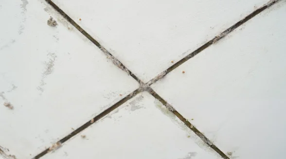 closeup-of-growth-with-mould