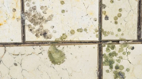 visible-mould-on-tiles-and-silicone