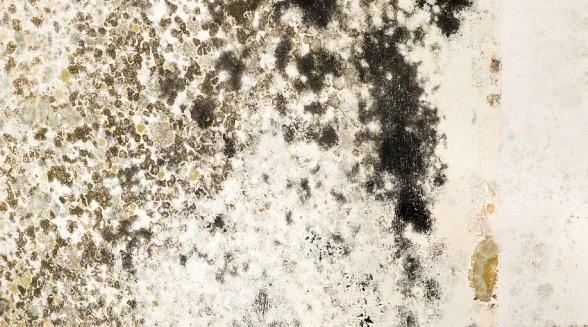 wall-with-black-mould