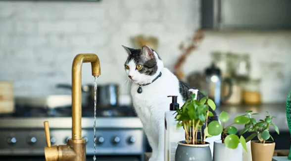 cat-is-looking-at-a-tap